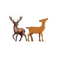 Masculine and Feminine Gender of Animals |Elk - Cow in English
