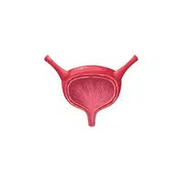 Body Parts Names of Humans |Bladder in English