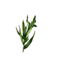 Tarragon in English 