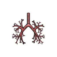 Internal Body Parts Names | Trachea in English