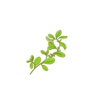 Marjoram in English 