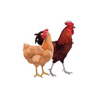 Masculine and Feminine Gender of Animals |Rooster - Hen in English