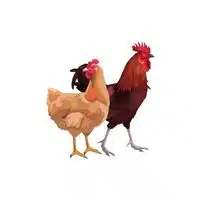 Masculine and Feminine Gender of Animals |Rooster - Hen in English