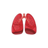 Internal Body Parts Names |Lungs in English