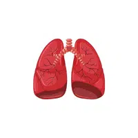 Internal Body Parts Names |Lungs in English