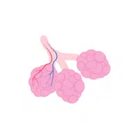 Bronchioles in English
