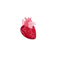 Body Parts Names of Humans |Heart in English