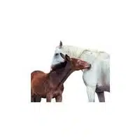 Masculine and Feminine Gender of Animals |Mule - Molly in English