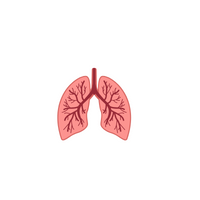 Body Parts Names of Humans | Lungs in English