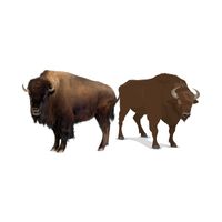 Masculine and Feminine Gender of Animals | Bison - Cow in English