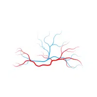 Internal Body Parts Names |Veins in English