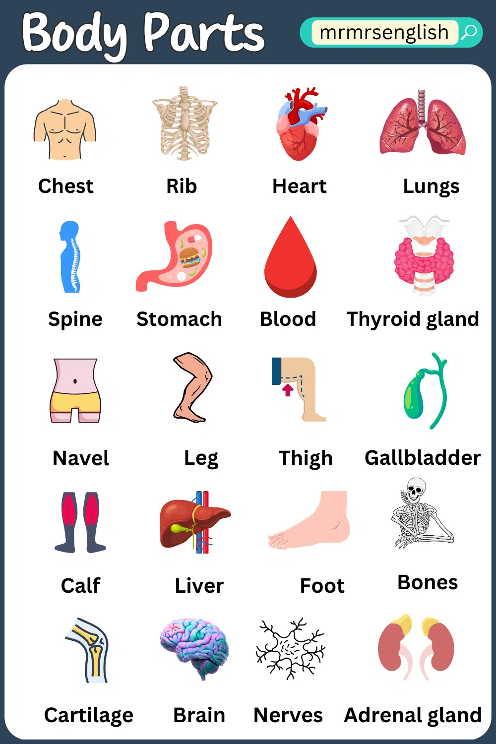 Body Parts Names of Humans