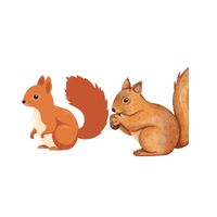 Masculine and Feminine Gender of Animals | Squirrel - Doe in English