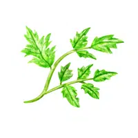Chervil in English