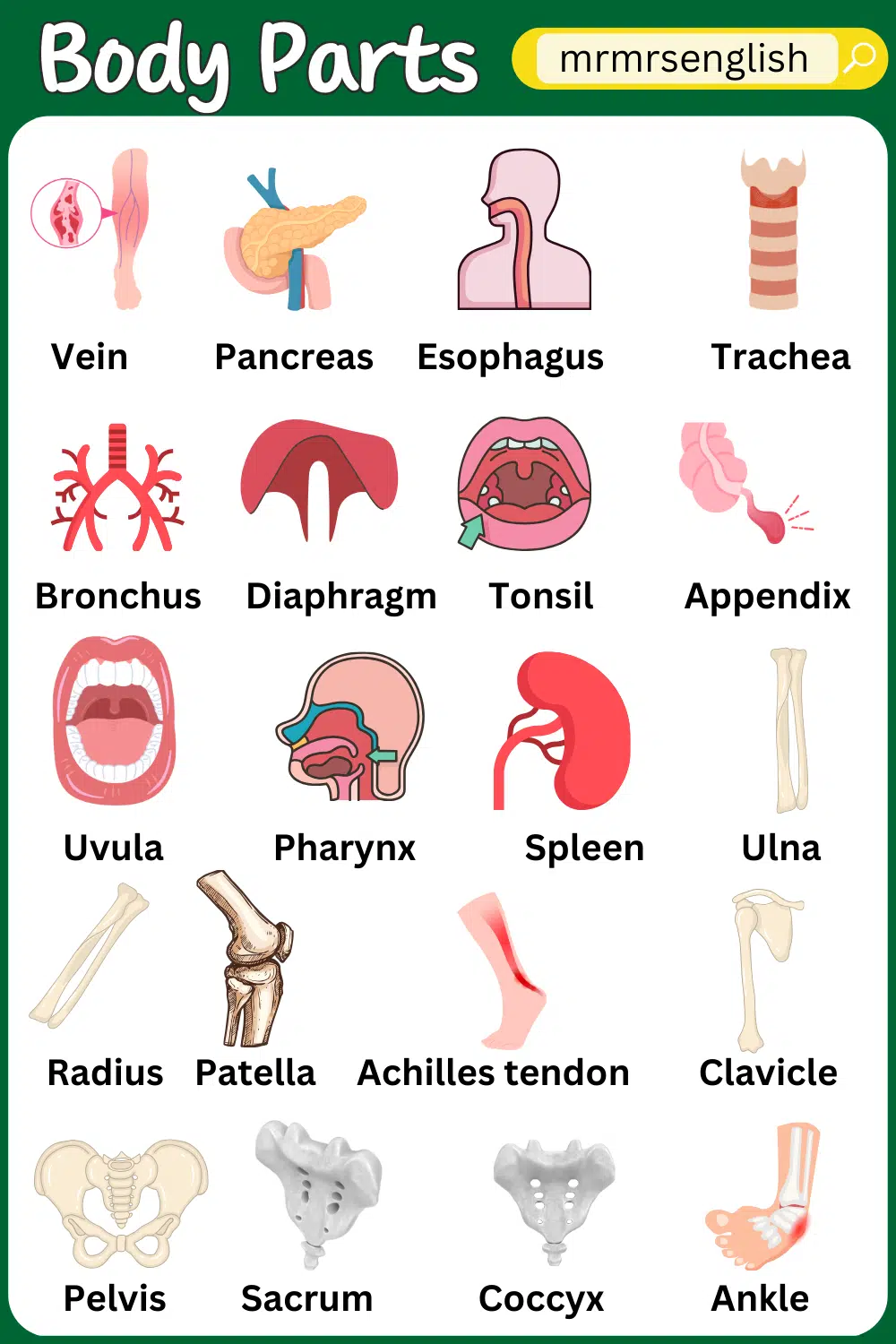 Body Parts Names of Humans 