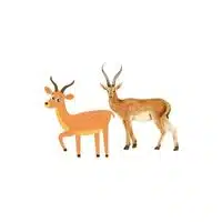 Masculine and Feminine Gender of Animals |Gazelle - Doe in English