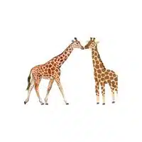 Masculine and Feminine Gender of Animals | Giraffe - Cow in English
