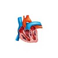 Internal Body Parts Names |Vena cava in English