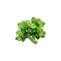 Cilantro in English