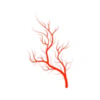 Internal Body Parts Names |Pulmonary artery in English