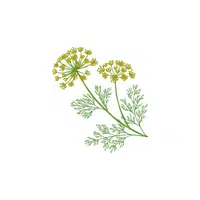 Dill seed in English