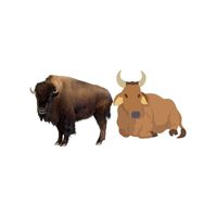 Masculine and Feminine Gender of Animals | Buffalo - Cow in English