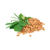 Fenugreek seed in English