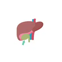 Body Parts Names of Humans | Gallbladder in English