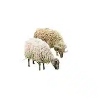 Masculine and Feminine Gender of Animals |Ram - Ewe in English