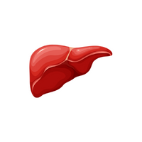 Internal Body Parts Names | Liver in English