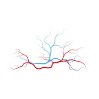 Internal Body Parts Names |Coronary veins in English