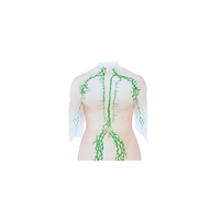 Internal Body Parts Names |Lymph nodes in English