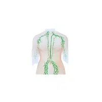 Internal Body Parts Names |Lymph nodes in English