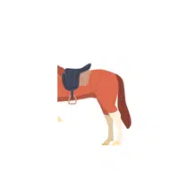 Animals Body Parts Name |Horse Back in English