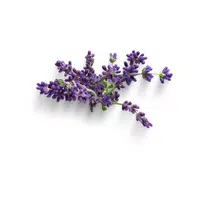 Lavender in English