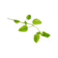 Lemon balm in English