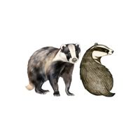 Badger - Sow in English