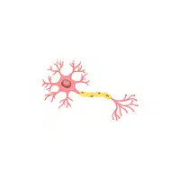 Body Parts Names of Humans | Nerves in English