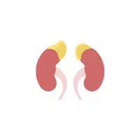 Adrenal gland in English