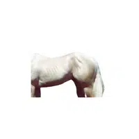 Animals Body Parts Name |Horse Dock in English