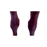 Animals Body Parts Name |Horse Knee in English