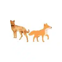 Dingo - Bitch in English