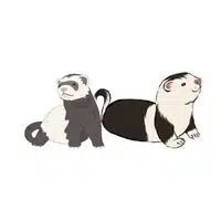 Ferret - Jill in English