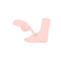 Ankle in English