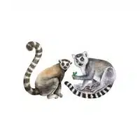 Masculine and Feminine Gender of Animals | Lemur - Female Lemur in English