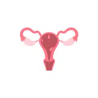 Internal Body Parts Names |Vagina in English