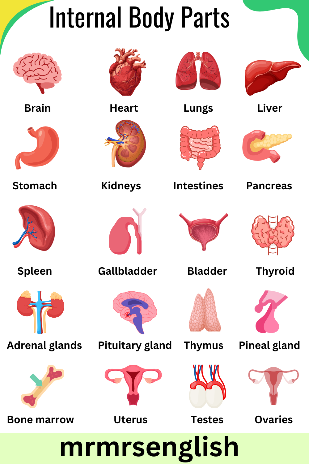 Internal Body Parts Names in English