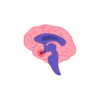 Internal Body Parts Names |Cowper's gland in English