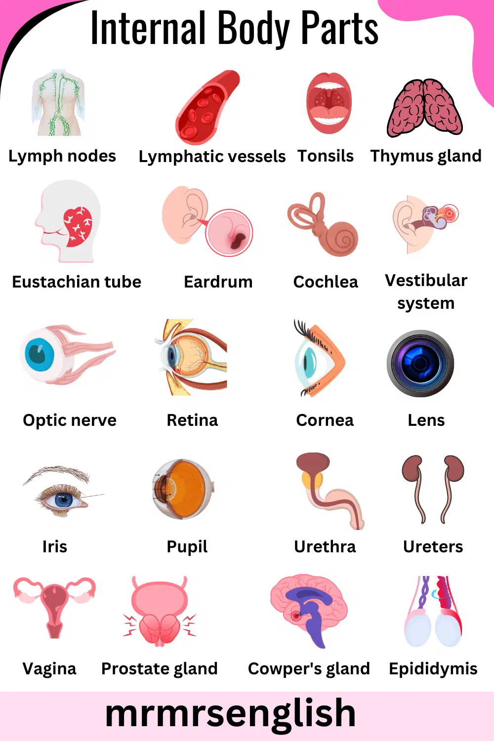 Internal Body Parts Names in English