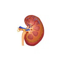 Internal Body Parts Names | Kidneys in English